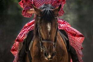 horse, nature, horse head